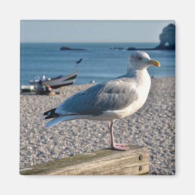 Herring gull perched on a wooden fence   magnet (Front)