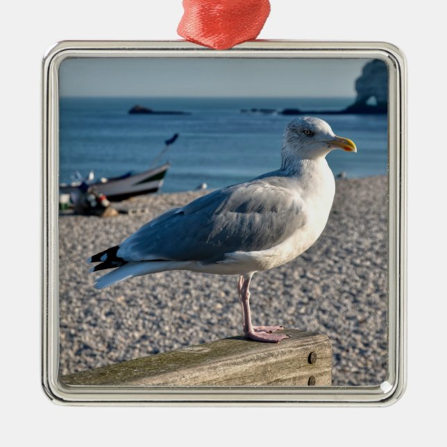 Herring gull perched on a wooden fence   metal ornament (Front)