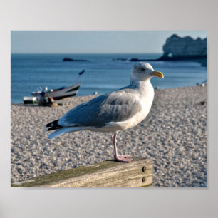 Herring gull perched on a wooden fence  poster