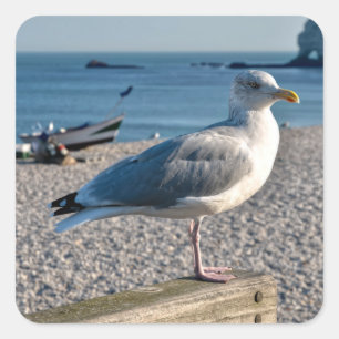 Herring gull perched on a wooden fence square sticker