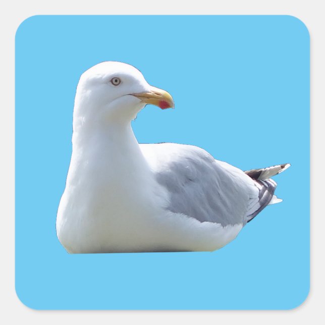 Herring Gull Sunbathing  Square Sticker (Front)
