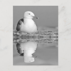 Herring gull with big reflection on water postcard