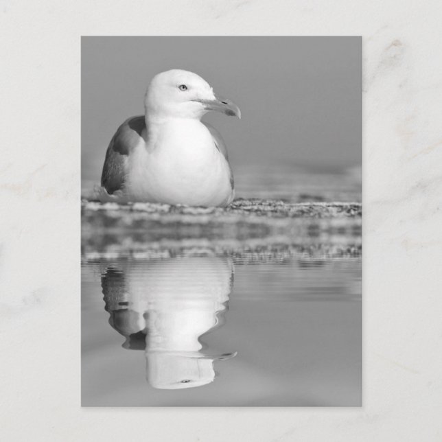 Herring gull with big reflection on water postcard (Front)