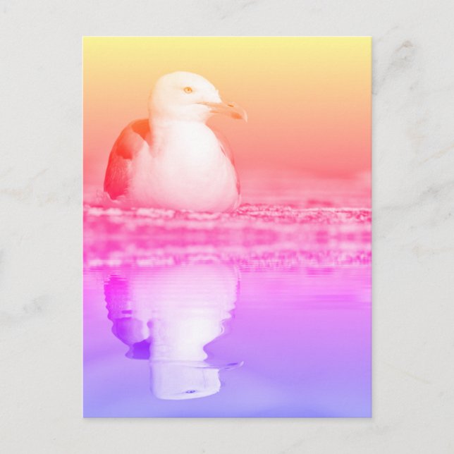 Herring gull with big reflection on water postcard (Front)