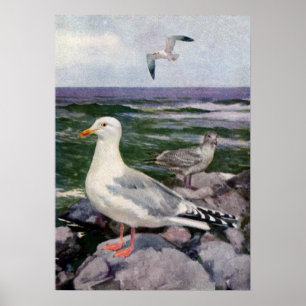 Herring Gulls on Rocky Shoreline Poster