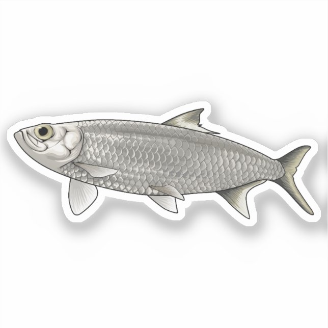 Herrings vector illustration (Front)