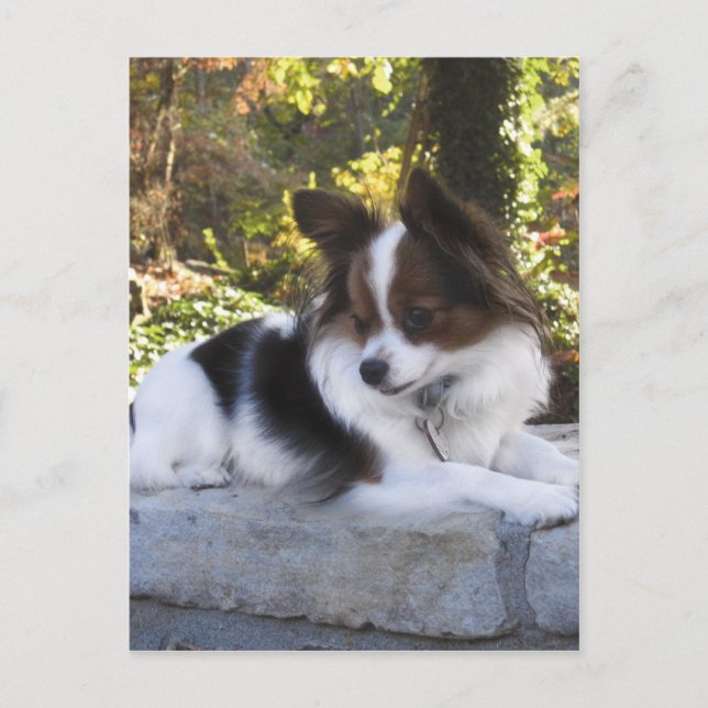 Hershey Kiss Hero Kennel Merchandise Postcard (Front)