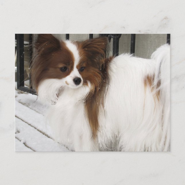 Hershey Kiss Hero Kennel Merchandise Postcard (Front)