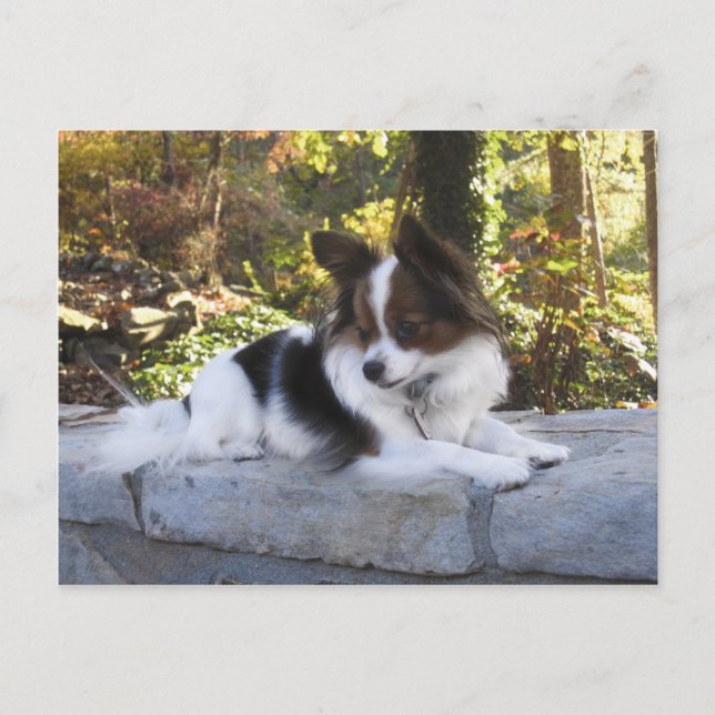 Hershey Kiss Hero Kennel Merchandise Postcard (Front)