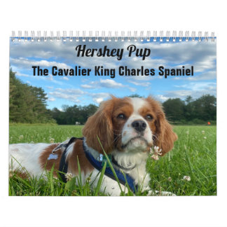 Hershey Pup Cavalier King Charles Spaniel Calendar
