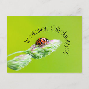 Herzlichen Glückwunsch - mit Marienkäfer! Postcard