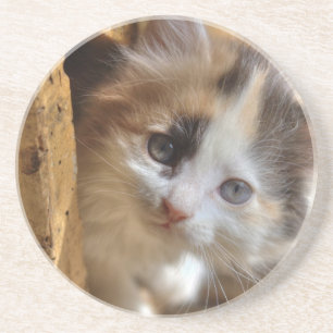 Heterochromia Calico Kitten Coaster