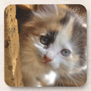 Heterochromia Calico Kitten Coaster