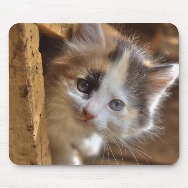 Heterochromia Calico Kitten Mouse Pad (Front)