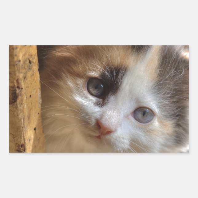 Heterochromia Calico Kitten Sticker (Front)