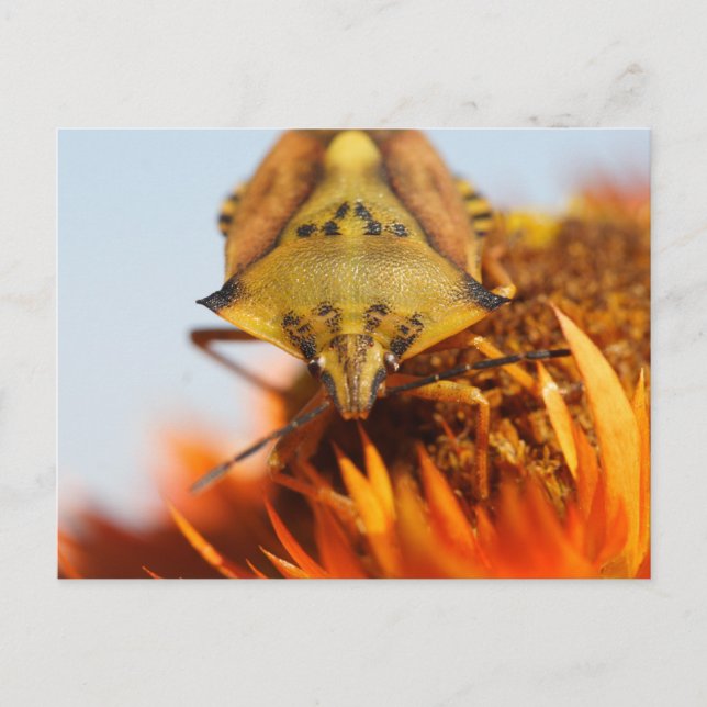 Heteroptera Postcard (Front)