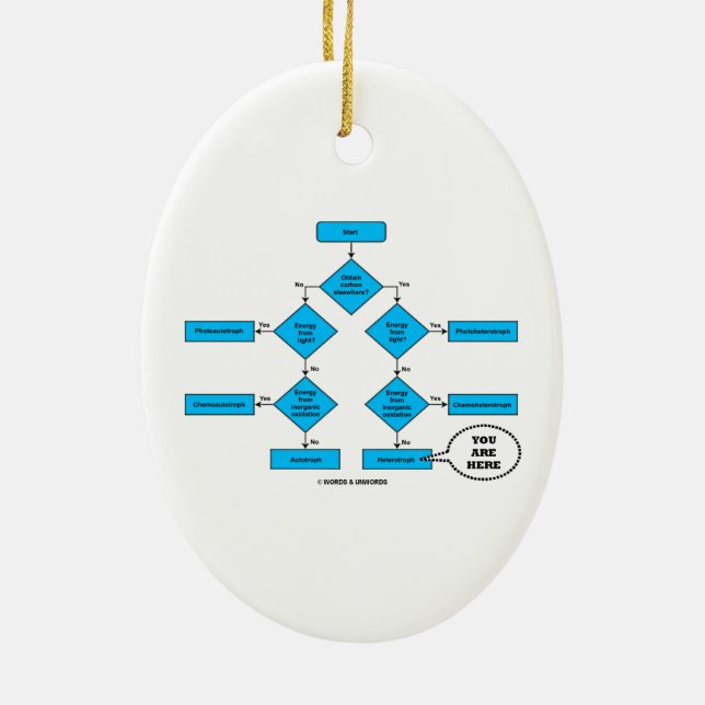 Heterotroph Flow Chart You Are Here Biology Humour Ceramic Ornament (Back)