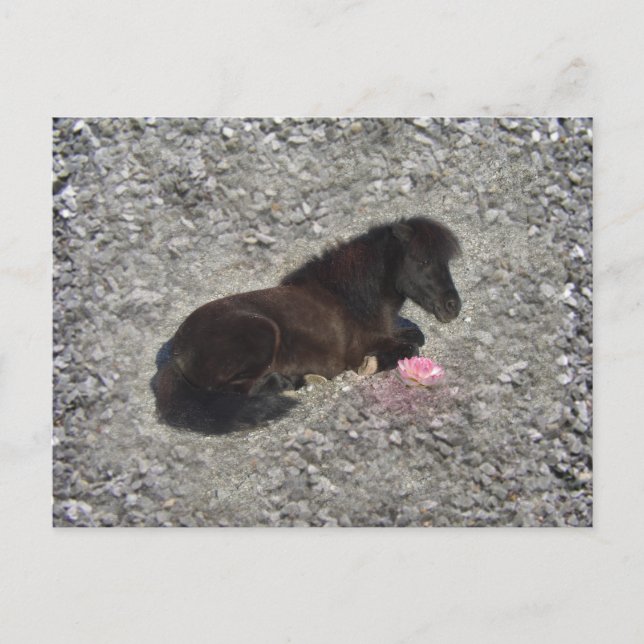 hety Shetland Pony Mini Horse Animal Pets Postcard (Front)