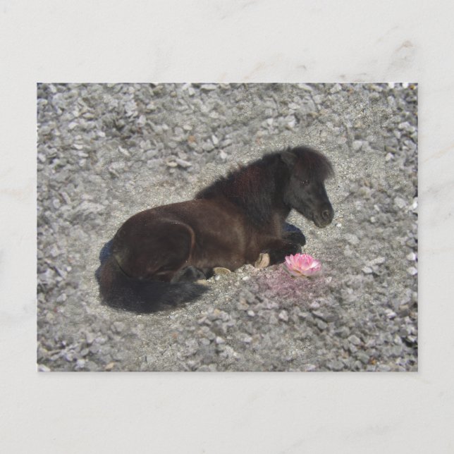 hety Shetland Pony Mini Horse Animal Pets Postcard (Front)