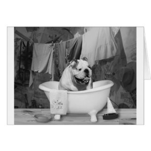 Heure de bain grand collègue