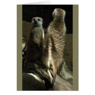 Heure de composer ! Meerkats