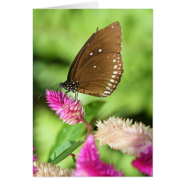 Heure du déjeuner (Devant)