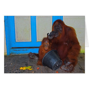 Heure du déjeuner avec l'orang-outan de maman