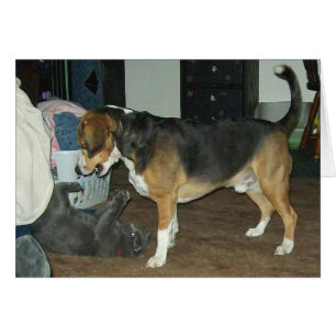 Heures de récréation - chien de beagle et chat