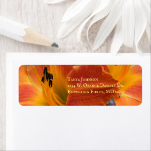 Heures / Hemerocallis / Lily orange /