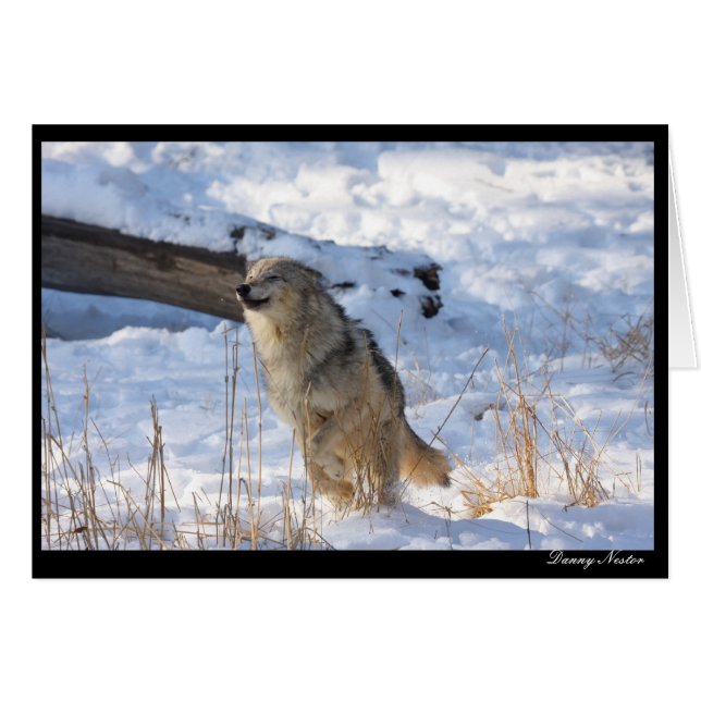 Heureux loup (Devant horizontal)