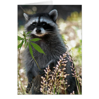 HEUREUX RACCOON
