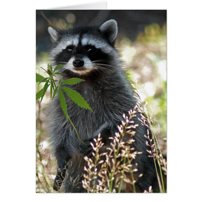 HEUREUX RACCOON (Devant)