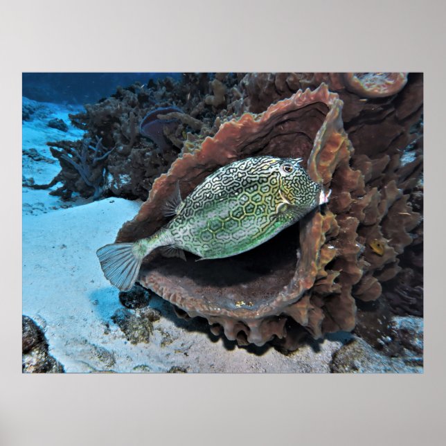Hexagonal Trunkfish Poster (Front)
