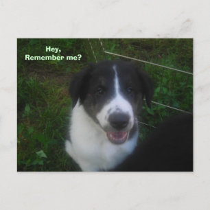 Hey,Remember me? Postcard