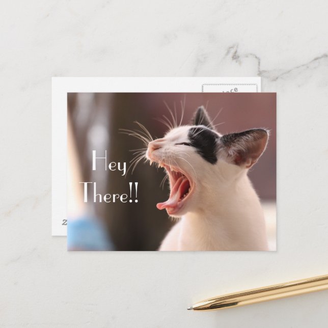 "Hey There" Impatient Cat Greeting Postcard (Front/Back In Situ)