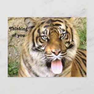 Hey!!, Thinking of you Postcard