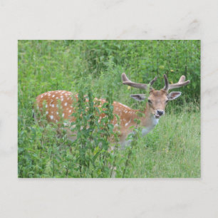 Hey - who said you can do that? postcard