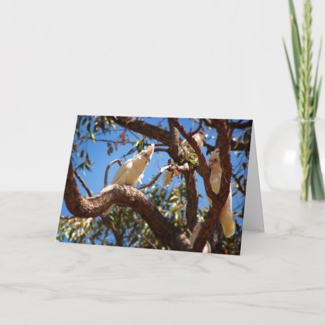 Hi Beautiful - Corella's Holiday Card (Front)