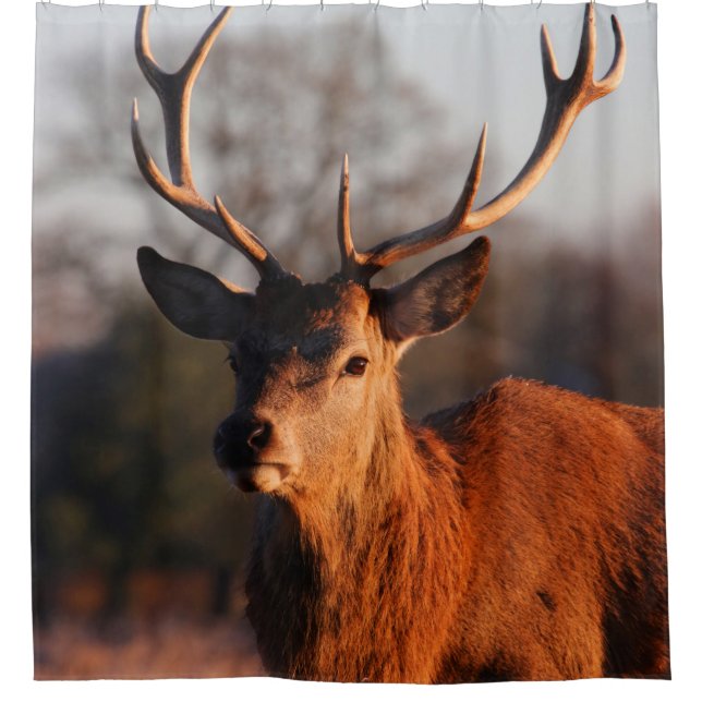 HI DEER (Front)