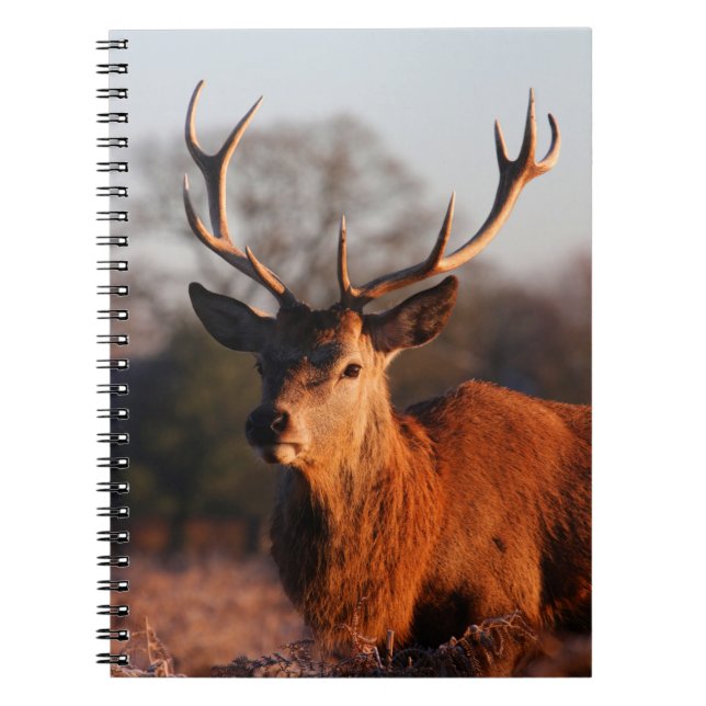 HI DEER NOTEBOOK (Front)