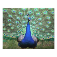Hi-def photography of Peacock