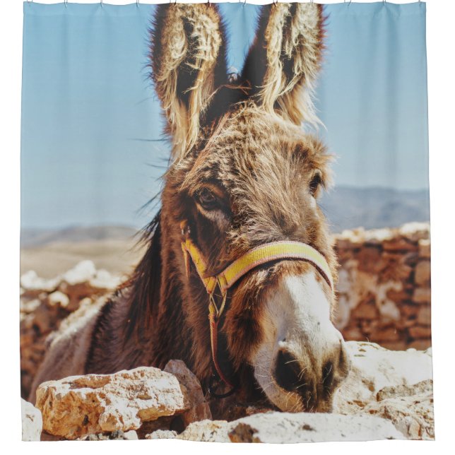 HI DONKEY (Front)
