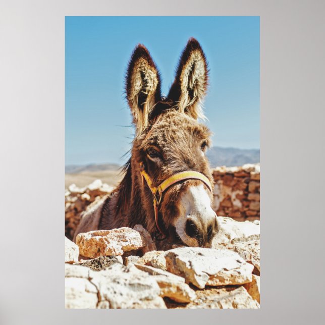 HI DONKEY POSTER (Front)