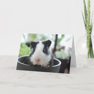 Hi Guinea Pig Card
