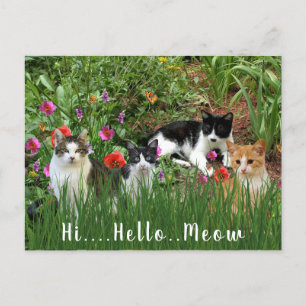 Hi Hello Meow / Cats in the Garden Cute Animal Postcard