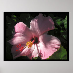 Hi Hibiscus Luscit Shadows Poster Imprimer