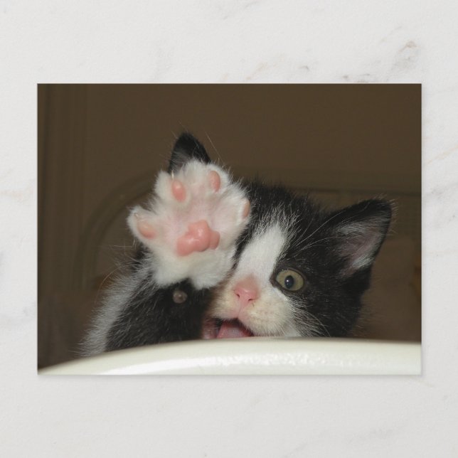 "HI" Kitten postcard (Front)