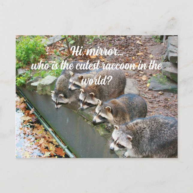 Hi Mirror Who Is The Cutest Funny Raccoon  Postcard (Front)