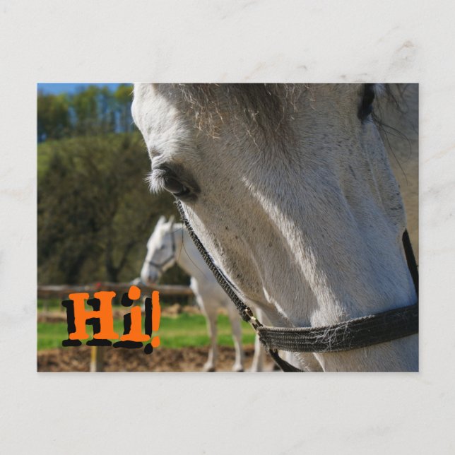 Hi! Postcard (Front)