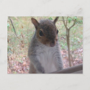 Hi! Postcard